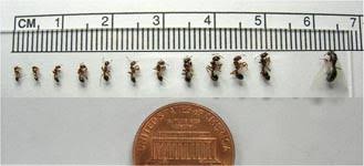 Identifying Fire Ants Ant Pests