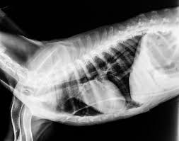 Spondylose Beim Hund Symptome Und Behandlung Tierischehelden
