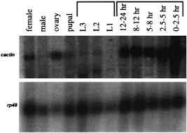 Coat protein cactus mild mottle virus. Cactin A Conserved Protein That Interacts With The Drosophila Ikb Protein Cactus And Modulates Its Function Sciencedirect