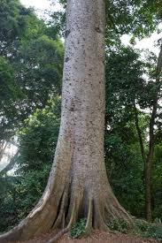 Image result for Ceiba pentandra