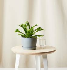 Also the desert rose is also a good indoor flowering plant. 35 Best Indoor Plants For Apartments Best Houseplants For Apartment Dwellers