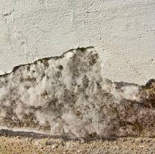 We did not find results for: 2 476 Efflorescence Photos Free Royalty Free Stock Photos From Dreamstime