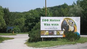 Šli na odborníky v oblasti veřejného zdraví, aby vám odpověděli na vaše otázky o tom, jak se šíří, jak se jejich příznaky šíří, a jak je předcházet. Ptaci Chripka Je Uz Na Slovensku V Polsku A Madarsku Opet Uzavrela Kosickou Zoo Ararauna Cz