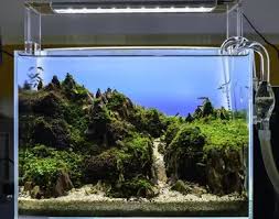 There was a problem fetching the translation. Aquascaping Your Aquarium Complete Guide To Planted Aquariums Fishkeeping World