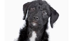 Griffs are happy, goofy dogs who enjoy life to the fullest. Jack A Poo Mixed Dog Breed Pictures Characteristics Facts