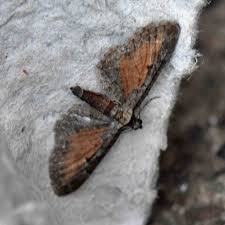 Image result for Eupithecia icterata