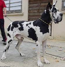 When we first registered with the rescue society towering beside her was this massive great dane, gently panting with his gigantic tongue hanging out to the side of his mouth.he smacked his drooling lips like he was smiling. European Harlequin Great Dane Puppies For Sale Petsidi