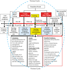 Critical Life Cycle Periods Of Dairy Cattle Including Transition Download Scientific Diagram