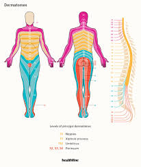 Numbness in lower back can be caused by various conditions such as pinched nerves, herniated disc, etc. Dermatomes Diagram Spinal Nerves And Locations