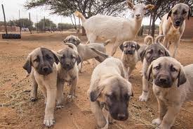 See more ideas about anatolian shepherd, kangal dog, anatolian shepherd dog. Anatolian Shepherds Save Cheetahs Australian Dog Lover
