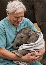 Newborn elephant rejected by mother