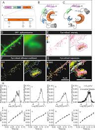 Single-molecule tracking photoactivated localisation microscopy...