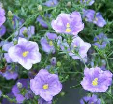 Image result for Nierembergia hippomanica