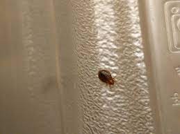 Bed bugs are attracted to piles of dirty laundry and can gravitate in this areacredit: Just Found This Guy Crawling Up My Wall In My Bedroom Looks Exactly Like A Bedbug Bedbugs