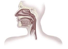 Rimedi Naturali Per Il Mal Di Testa Da Sinusite Clinica Del Mal Di Testa