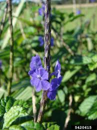 Image result for Stachytarpheta urticifolia