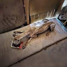 Rescued dog healing from neglect and abuse