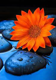 So pretty, orange, purple, lavender or white),. Blue And Orange Flowers Blue Orange Aesthetics Facebook