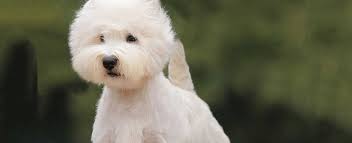 Check spelling or type a new query. West Highland White Terrier Westie Dog Breed Profile Petfinder