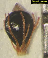 Image result for Eleocharis geniculata