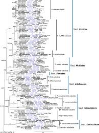 Image result for Pteris preussii