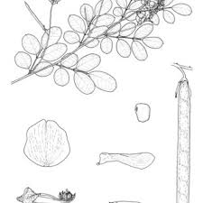 Image result for Indigastrum parviflorum