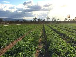 Working On A Farm In Australia Work In Australia Australia Australia Backpacking