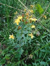 Image result for Hypericum quartinianum