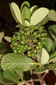 Image result for Pavetta johnstonii