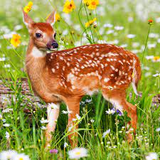 Animals never cease to fascinate us. The 50 Cutest Native Animals In Every State