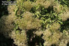 Image result for Nuxia