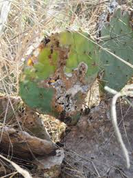 What Is Peyote Drug? Is It Legal To Join A Peyote Ceremony?