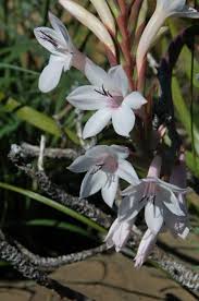Image result for Watsonia