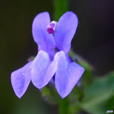 Image result for Lobelia minutula
