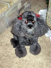 star toy poodle poodle poodle mix toy poodle