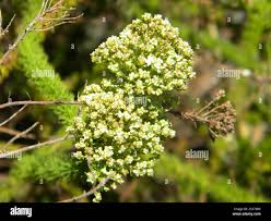 Image result for Selago viscosa