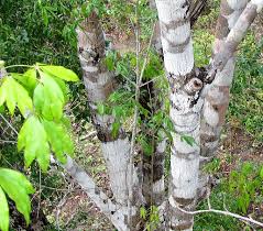 Image result for Oldfieldia