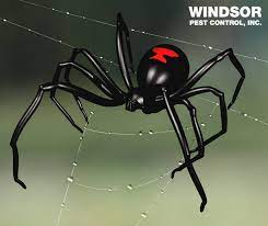 We understand the local pests that ruin homes in wayne. Windsor Pest Control Home Facebook