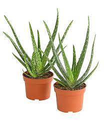 Check spelling or type a new query. Aloe Vera Set Dehner