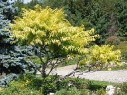 We did not find results for: Midwest Gardening Trees Index