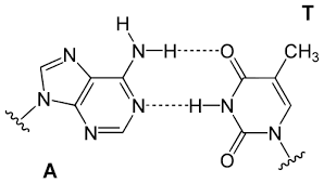 In a dna molecule, nitrogenous bases are of two types (3) in the interior of double helix, the nitrogenous bases of two polynucleotide strands form a pair with the help of hydrogen bonds. Structural Biochemistry Nucleic Acid Dna Dna Structure Wikibooks Open Books For An Open World