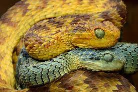 22 Pics Of The Coolest Poisonous Snake In The World The African Bush Viper Wow Gallery African Bush Viper Poisonous Snakes Snake