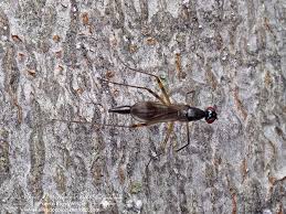 Image result for Alafia microstylis