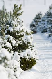 Maybe you would like to learn more about one of these? 50 Best Christmas Tree Farms In America Christmas Tree Farms Near Me