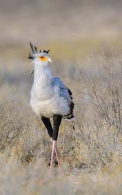 Small Bird With Long Legs And Long Beak Secretary Bird Is A Bird Of Prey Specialising In Hunting Snakes Hence The Long Legs Birds Beautiful Birds Rare Animals