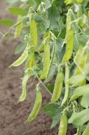 I would never, ever consider the canned bean sprouts, they look as though they have been embalmed and no crunch. Pea Growing Problems And Solutions