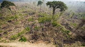 Dar ceata este cea care ii confera un aer extrem de. Cifra Dezastrului Din Cea Mai Mare PÄƒdure TropicalÄƒ Din Lume 10 000 De Km PÄƒtraÈ›i DefriÈ™aÈ›i Intr