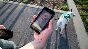 Maybe you would like to learn more about one of these? Wag The Dog Walking Service Lands 300 Million From Softbank Vision Fund The New York Times