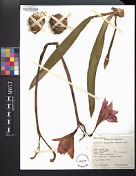 Image result for Hippeastrum puniceum