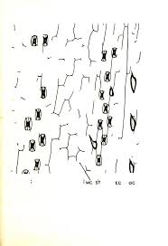 Image result for Pseudobromus